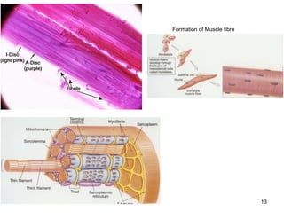 09/01/2023 13
Formation of Muscle fibre
 