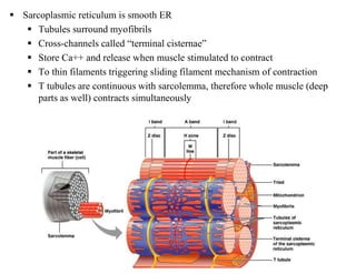  Sarcoplasmic reticulum is smooth ER
 Tubules surround myofibrils
 Cross-channels called “terminal cisternae”
 Store Ca++ and release when muscle stimulated to contract
 To thin filaments triggering sliding filament mechanism of contraction
 T tubules are continuous with sarcolemma, therefore whole muscle (deep
parts as well) contracts simultaneously
 