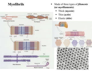 09/01/2023 17
Myofibrils  Made of three types of filaments
(or myofilaments):
 Thick (myosin)
 Thin (actin)
 Elastic (titin)
 