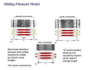 Sliding Filament Model
__relaxed sarcomere__ _partly contracted_
fully contracted
“A” band constant
because it is
caused by myosin,
which doesn’t
change length
Sarcomere shortens
because actin pulled
towards its middle
by myosin cross
bridges
Titin resists overstretching
 