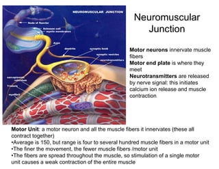 Neuromuscular
Junction
Motor neurons innervate muscle
fibers
Motor end plate is where they
meet
Neurotransmitters are released
by nerve signal: this initiates
calcium ion release and muscle
contraction
Motor Unit: a motor neuron and all the muscle fibers it innervates (these all
contract together)
•Average is 150, but range is four to several hundred muscle fibers in a motor unit
•The finer the movement, the fewer muscle fibers /motor unit
•The fibers are spread throughout the muscle, so stimulation of a single motor
unit causes a weak contraction of the entire muscle
 