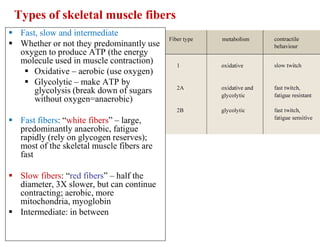 Types of skeletal muscle fibers
 Fast, slow and intermediate
 Whether or not they predominantly use
oxygen to produce ATP (the energy
molecule used in muscle contraction)
 Oxidative – aerobic (use oxygen)
 Glycolytic – make ATP by
glycolysis (break down of sugars
without oxygen=anaerobic)
 Fast fibers: “white fibers” – large,
predominantly anaerobic, fatigue
rapidly (rely on glycogen reserves);
most of the skeletal muscle fibers are
fast
 Slow fibers: “red fibers” – half the
diameter, 3X slower, but can continue
contracting; aerobic, more
mitochondria, myoglobin
 Intermediate: in between
 