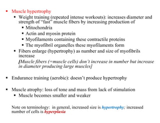  Muscle hypertrophy
 Weight training (repeated intense workouts): increases diameter and
strength of “fast” muscle fibers by increasing production of
 Mitochondria
 Actin and myosin protein
 Myofilaments containing these contractile proteins
 The myofibril organelles these myofilaments form
 Fibers enlarge (hypertrophy) as number and size of myofibrils
increase
[Muscle fibers (=muscle cells) don’t increase in number but increase
in diameter producing large muscles]
 Endurance training (aerobic): doesn’t produce hypertrophy
 Muscle atrophy: loss of tone and mass from lack of stimulation
 Muscle becomes smaller and weaker
Note on terminology: in general, increased size is hypertrophy; increased
number of cells is hyperplasia
 