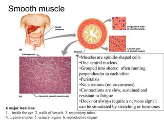 Smooth muscle
•Muscles are spindle-shaped cells
•One central nucleus
•Grouped into sheets: often running
perpendicular to each other
•Peristalsis
•No striations (no sarcomeres)
•Contractions are slow, sustained and
resistant to fatigue
•Does not always require a nervous signal:
can be stimulated by stretching or hormones
6 major locations:
1. inside the eye 2. walls of vessels 3. respiratory tubes
4. digestive tubes 5. urinary organs 6. reproductive organs
 