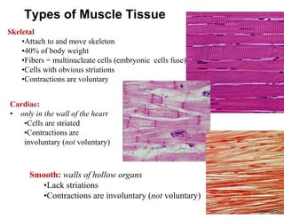 Types of Muscle Tissue
Skeletal
•Attach to and move skeleton
•40% of body weight
•Fibers = multinucleate cells (embryonic cells fuse)
•Cells with obvious striations
•Contractions are voluntary
Cardiac:
• only in the wall of the heart
•Cells are striated
•Contractions are
involuntary (not voluntary)
Smooth: walls of hollow organs
•Lack striations
•Contractions are involuntary (not voluntary)
 