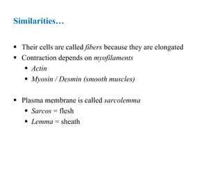 Similarities…
 Their cells are called fibers because they are elongated
 Contraction depends on myofilaments
 Actin
 Myosin / Desmin (smooth muscles)
 Plasma membrane is called sarcolemma
 Sarcos = flesh
 Lemma = sheath
 