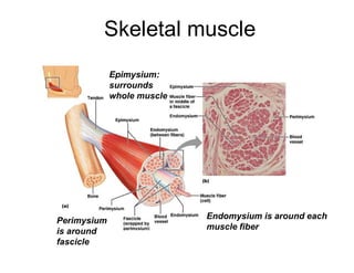 Skeletal muscle
Epimysium:
surrounds
whole muscle
Perimysium
is around
fascicle
Endomysium is around each
muscle fiber
 