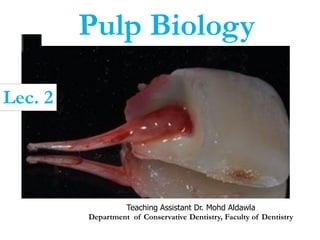 Pulp Biology
Teaching Assistant Dr. Mohd Aldawla
Department of Conservative Dentistry, Faculty of Dentistry
Lec. 2
 
