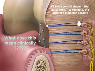 Dt has a conical shape… the
closer the DT to the pulp, the
larger it’s diameter become
What dose this
mean clinically
?????
 