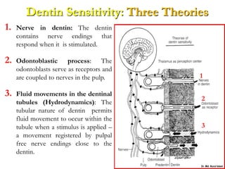 Dentin Sensitivity: Three Theories
1. Nerve in dentin: The dentin
contains nerve endings that
respond when it is stimulated.
2. Odontoblastic process: The
odontoblasts serve as receptors and
are coupled to nerves in the pulp.
3. Fluid movements in the dentinal
tubules (Hydrodynamics): The
tubular nature of dentin permits
fluid movement to occur within the
tubule when a stimulus is applied –
a movement registered by pulpal
free nerve endings close to the
dentin.
1
2
3
 