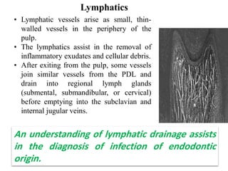 Lymphatics
• Lymphatic vessels arise as small, thin-
walled vessels in the periphery of the
pulp.
• The lymphatics assist in the removal of
inflammatory exudates and cellular debris.
• After exiting from the pulp, some vessels
join similar vessels from the PDL and
drain into regional lymph glands
(submental, submandibular, or cervical)
before emptying into the subclavian and
internal jugular veins.
An understanding of lymphatic drainage assists
in the diagnosis of infection of endodontic
origin.
 