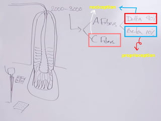 nociception
proprioception
 