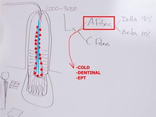 -COLD
-DENTINAL
-EPT
 