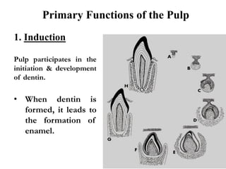 Primary Functions of the Pulp
1. Induction
Pulp participates in the
initiation & development
of dentin.
• When dentin is
formed, it leads to
the formation of
enamel.
 
