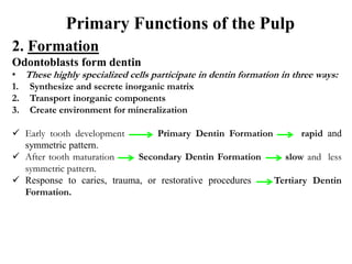 2. Formation
Odontoblasts form dentin
• These highly specialized cells participate in dentin formation in three ways:
1. Synthesize and secrete inorganic matrix
2. Transport inorganic components
3. Create environment for mineralization
 Early tooth development Primary Dentin Formation rapid and
symmetric pattern.
 After tooth maturation Secondary Dentin Formation slow and less
symmetric pattern.
 Response to caries, trauma, or restorative procedures Tertiary Dentin
Formation.
Primary Functions of the Pulp
 
