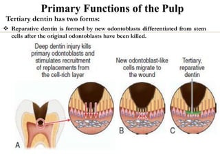 Primary Functions of the Pulp
Tertiary dentin has two forms:
 Reparative dentin is formed by new odontoblasts differentiated from stem
cells after the original odontoblasts have been killed.
 