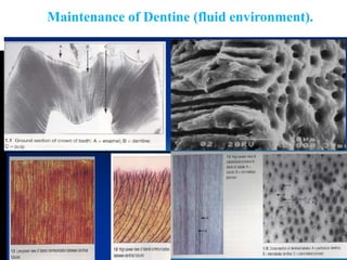 Maintenance of Dentine (fluid environment).
 