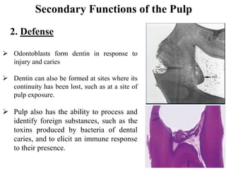 2. Defense
 Odontoblasts form dentin in response to
injury and caries
 Dentin can also be formed at sites where its
continuity has been lost, such as at a site of
pulp exposure.
 Pulp also has the ability to process and
identify foreign substances, such as the
toxins produced by bacteria of dental
caries, and to elicit an immune response
to their presence.
Secondary Functions of the Pulp
 
