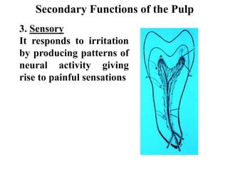 3. Sensory
It responds to irritation
by producing patterns of
neural activity giving
rise to painful sensations
Secondary Functions of the Pulp
 