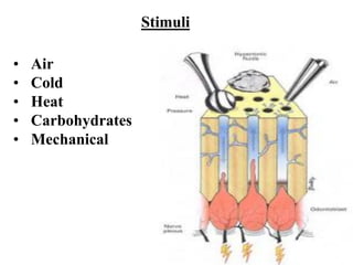Stimuli
• Air
• Cold
• Heat
• Carbohydrates
• Mechanical
 
