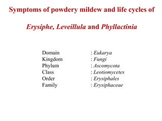 Symptoms of powdery mildew and life cycles of
Erysiphe, Leveillula and Phyllactinia
Domain : Eukarya
Kingdom : Fungi
Phylum : Ascomycota
Class : Leotiomycetes
Order : Erysiphales
Family : Erysiphaceae
 
