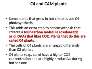 L. 6 Photosynthesis Dark.ppt calvine cycle c4 and CAM plants | PPT