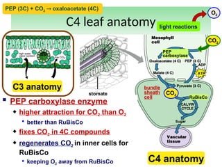 L. 6 Photosynthesis Dark.ppt calvine cycle c4 and CAM plants | PPT