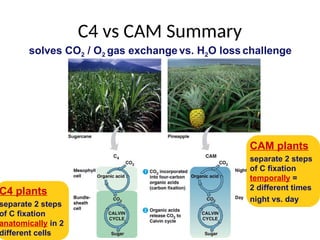 L. 6 Photosynthesis Dark.ppt calvine cycle c4 and CAM plants | PPT