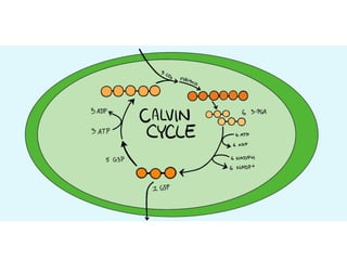 L. 6 Photosynthesis Dark.ppt calvine cycle c4 and CAM plants | PPT
