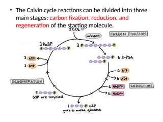 L. 6 Photosynthesis Dark.ppt calvine cycle c4 and CAM plants | PPT