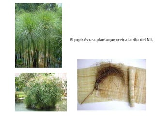 El papir és una planta que creix a la riba del Nil.
 