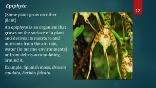 Epiphyte
(Some plant grow on other
plant)
An epiphyte is an organism that
grows on the surface of a plant
and derives its moisture and
nutrients from the air, rain,
water (in marine environments)
or from debris accumulating
around it.
Example: Spanish moss, Brassia
caudata, Aerides falcata.
12
 
