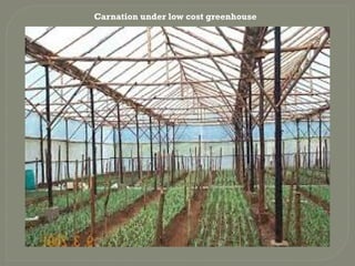 Carnation under low cost greenhouse
 