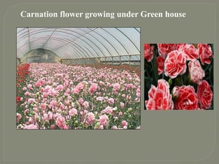 Carnation flower growing under Green house
 