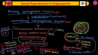 Angiosperm Reproduction Notes reproduction of angiospermskjhkgjfyjfhjhjh | PDF