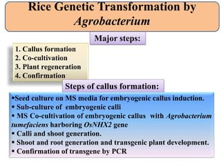 Call Us Development Biotechnological Approaches In Crop Improvement | PPTX