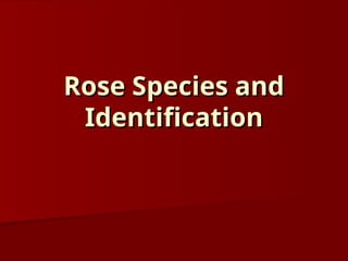 Rose Species and
Rose Species and
Identification
Identification
 