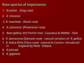 Rose species of importance:
Rose species of importance:
1.
1. R.canina
R.canina (Dog rose)
(Dog rose)
2.
2. R. chinensis
R. chinensis
3. R. moschata
3. R. moschata (Musk rose)
(Musk rose)
4.
4. R. phoenicia
R. phoenicia (Phoenician rose)
(Phoenician rose)
5. Rosa gallica
5. Rosa gallica, the French rose - Caucasus & Middle – East
, the French rose - Caucasus & Middle – East
6.
6. R. damascena
R. damascena (Damask rose) - natural variation of
(Damask rose) - natural variation of R. gallica
R. gallica
7. R. indica
7. R. indica (Pink China rose) -natural to Canton- introduced
(Pink China rose) -natural to Canton- introduced
in
in England by Peter Osbeck
England by Peter Osbeck
8.
8. R.odorata
R.odorata
9.
9. R. gigantea
R. gigantea
 