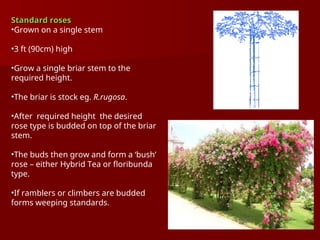 Standard roses
Standard roses
•Grown on a single stem
•3 ft (90cm) high
•Grow a single briar stem to the
required height.
•The briar is stock eg. R.rugosa.
•After required height the desired
rose type is budded on top of the briar
stem.
•The buds then grow and form a ‘bush’
rose – either Hybrid Tea or floribunda
type.
•If ramblers or climbers are budded
forms weeping standards.
 