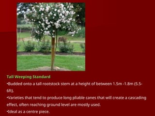 Tall Weeping Standard
Tall Weeping Standard
•Budded onto a tall rootstock stem at a height of between 1.5m -1.8m (5.5-
6ft).
•Varieties that tend to produce long pliable canes that will create a cascading
effect, often reaching ground level are mostly used.
•Ideal as a centre piece.
 