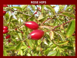 ROSE HIPS
 
