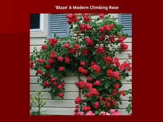 ‘Blaze’ A Modern Climbing Rose
 