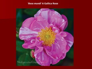 ‘Rosa mundi’ A Gallica Rose
 