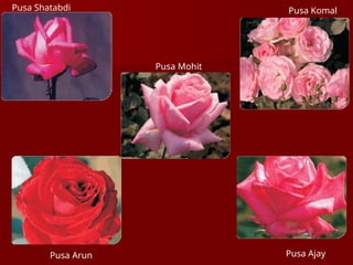 Pusa Shatabdi Pusa Komal
Pusa Arun Pusa Ajay
Pusa Mohit
 