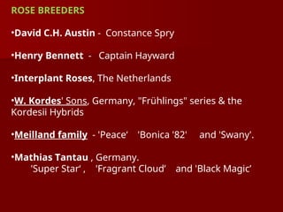 ROSE BREEDERS
•David C.H. Austin - Constance Spry
•Henry Bennett - Captain Hayward
•Interplant Roses, The Netherlands
•W. Kordes' Sons, Germany, "Frühlings" series & the
Kordesii Hybrids
•Meilland family - 'Peace‘ 'Bonica '82' and 'Swany'.
•Mathias Tantau , Germany.
'Super Star‘ , 'Fragrant Cloud’ and 'Black Magic’
 