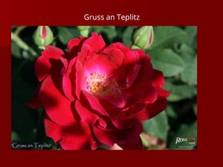 Gruss an Teplitz
 