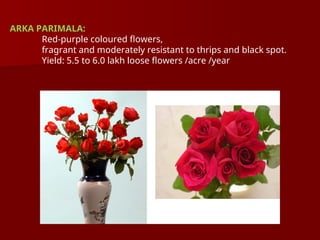 ARKA PARIMALA:
Red-purple coloured flowers,
fragrant and moderately resistant to thrips and black spot.
Yield: 5.5 to 6.0 lakh loose flowers /acre /year
 