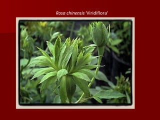 Rosa chinensis ‘Viridiflora’
 