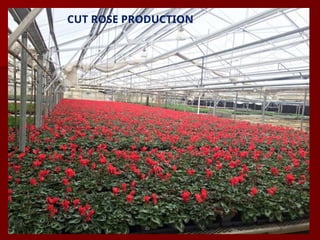CUT ROSE PRODUCTION
 
