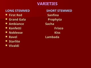 VARIETIES
VARIETIES
LONG STEMMED SHORT STEMMED
LONG STEMMED SHORT STEMMED
 First Red Sanfina
First Red Sanfina
 Grand Gala Prophyta
Grand Gala Prophyta
 Ambiance
Ambiance Sacha
Sacha
 Konfetti
Konfetti Frisco
Frisco
 Noblesse
Noblesse Kiss
Kiss
 Ravel
Ravel Lambada
Lambada
 Starlite
Starlite
 Vivaldi
Vivaldi
 
